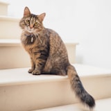 Cinnamon, a happy Heartpet customer pet