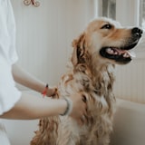 Biscuit, a happy Heartpet customer pet