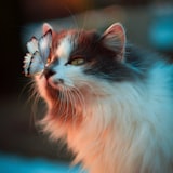 Miso, a happy Heartpet customer pet