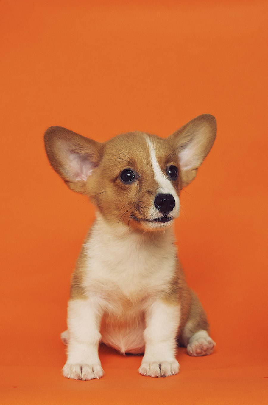 Corgi puppy sitting on an orange background, the kind of photo that works well for a portrait