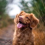 Ranger, a happy Heartpet customer pet