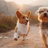 Scout & Pepper, a happy Heartpet customer pet