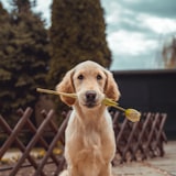 Daisy, a happy Heartpet customer pet