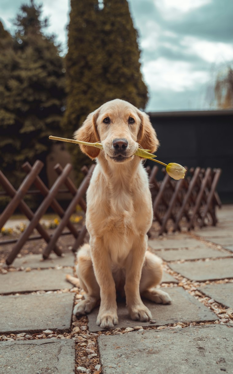 Golden retriever puppy holding a flower in its mouth