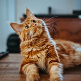 Mochi, a happy Heartpet customer pet