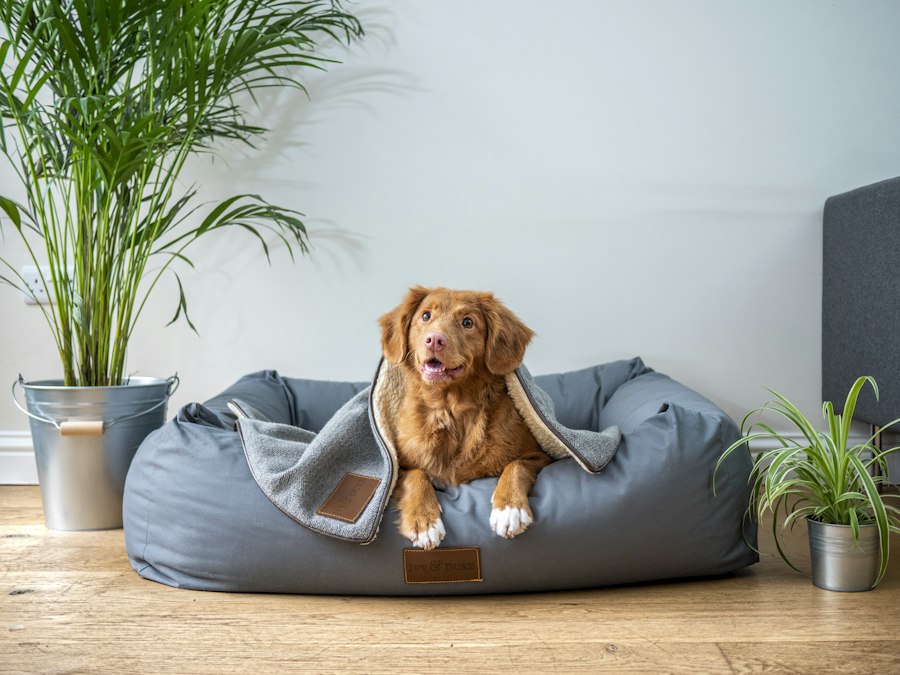 Dog resting in a grey pet bed wrapped in a soft blanket in a bright living room