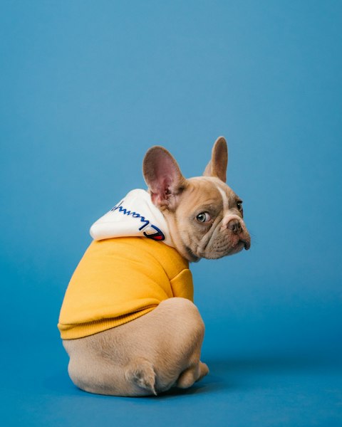 French bulldog wearing a yellow hoodie against a blue background