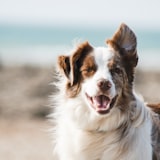 Juno, a happy Heartpet customer pet