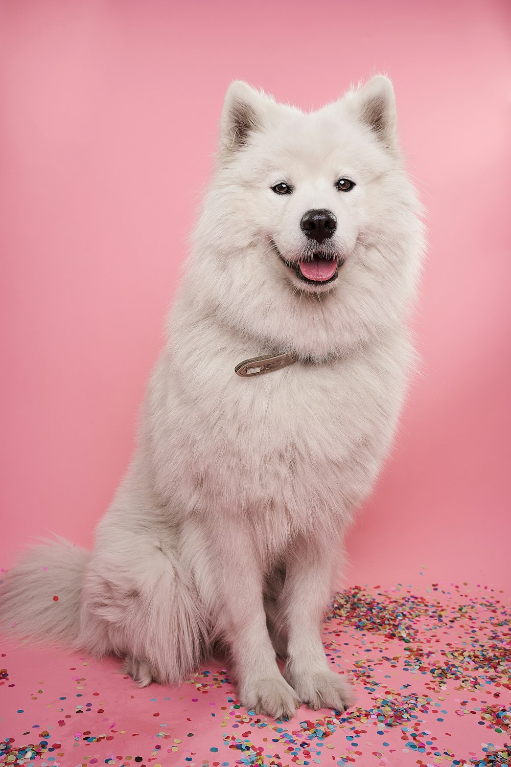Smiling white Samoyed dog sitting on a pink background with confetti, celebrating